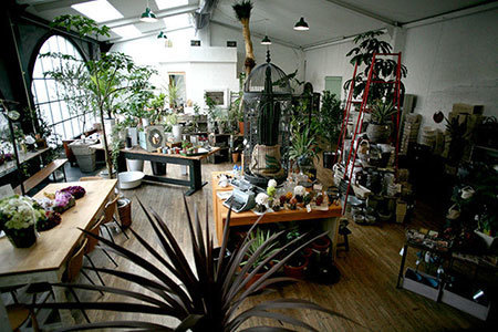 京都 観葉植物 cotoha