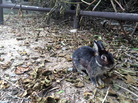 大久野島 ウサギ島 毒ガス島