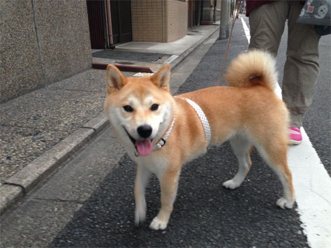 shiba01.jpg