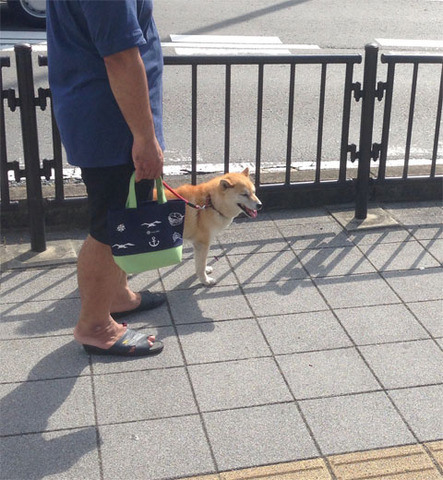 shiba02.jpg